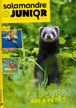 SALAMANDRE JUNIOR
